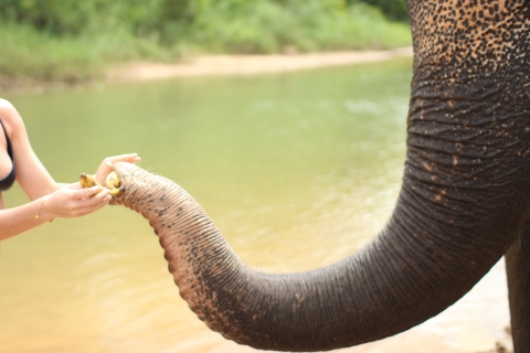Khao Lak : baignade et alimentation des éléphants avec cascadeVisite matinale du bain et de l'alimentation des éléphants
