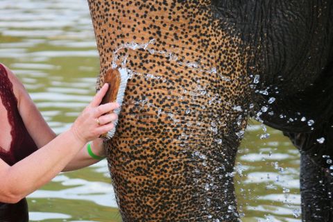 Khao Lak: tour per il bagno e l'alimentazione degli elefanti con cascata
