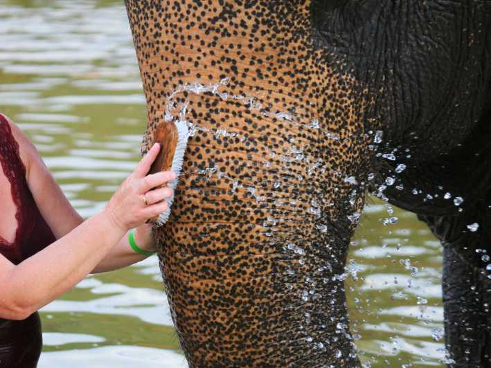 Khao Lak: tour per il bagno e l'alimentazione degli elefanti con cascata