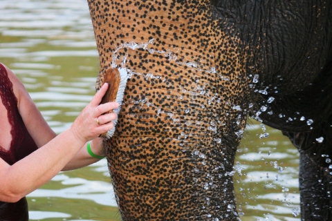 Khao Lak: tour de alimentación y baño de elefantes con cascadaTour matutino de alimentación y baño de elefantes