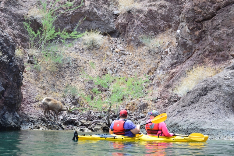 De Las Vegas: visite guidée en kayak du fleuve Colorado