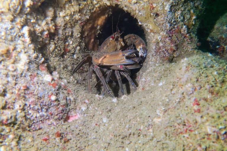 Lagos: 2 Tauchgänge an den lokalen Riffen (NUR FÜR CERTEFID-TAUCHER)