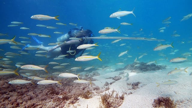 Waikiki : Plongée sous-marine pour débutants à Honolulu avec vidéos