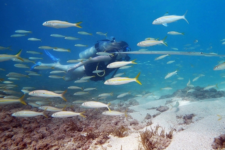 Honolulu: aventure de plongée sous-marine pour débutant