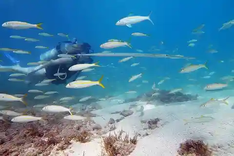 Waikiki: Honolulu Beginner Scuba Diving with Videos