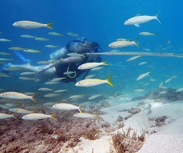 Waikiki: Honolulu Beginner Scuba Diving with Videos