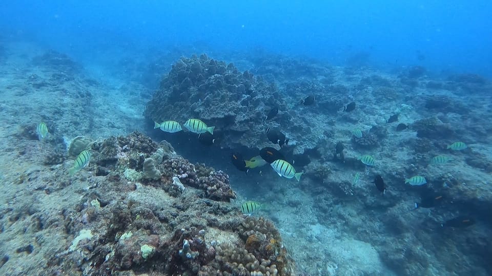 Waikiki Honolulu Beginner Scuba Diving with Videos GetYourGuide