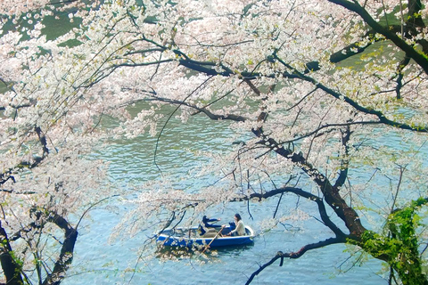 Cherry Blossom Seasonal Special: Classic Tokyo Day Tour Includes beef set meal