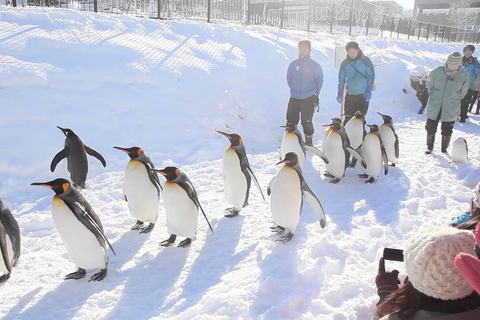 Sapporo: Zoo de Asahiyama, Cascatas de Shirahige /com almoço e ingresso7:50 Encontra-te na Torre de TV de Sapporo (almoço incluído)