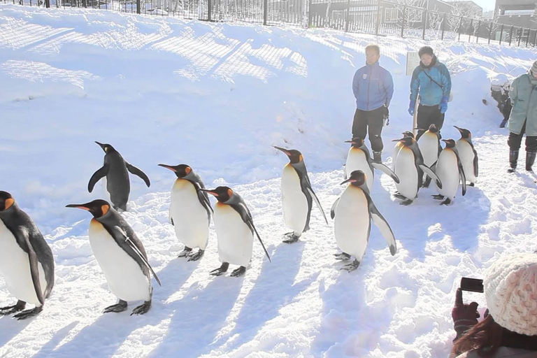 Sapporo: Zoo di Asahiyama, cascate di Shirahige /con pranzo e biglietto7:50 Incontro alla Torre della TV di Sapporo (pranzo incluso)