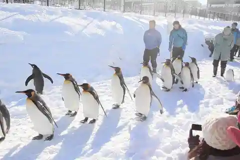 Sapporo: Asahiyama Zoo and Shirahige Falls Trip with Ticket