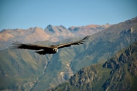 Visite de Colca Canyon d'une journée à Arequipa - Hizvo