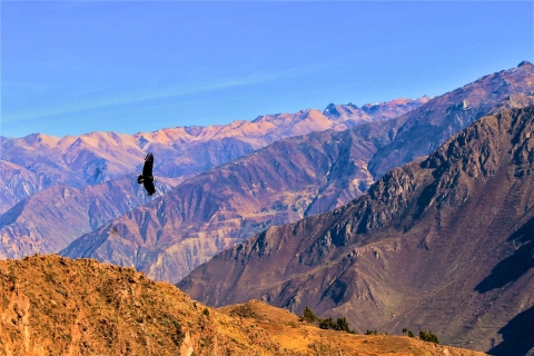 Full-Day Colca Canyon Tour from Arequipa Full-Day Colca Canyon Tour from Arequipa with Entrance Fees