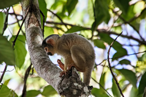 Puerto Maldonado: Viagem de 2 dias à selva peruana de TambopataRecepção no aeroporto