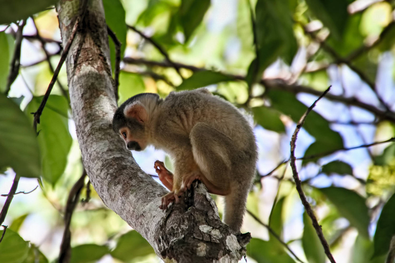 Puerto Maldonado: viaje a la selva peruana de TambopataRecogida en la estación de autobuses