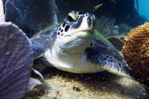 de Río de Janeiro: Buceo en Buzios