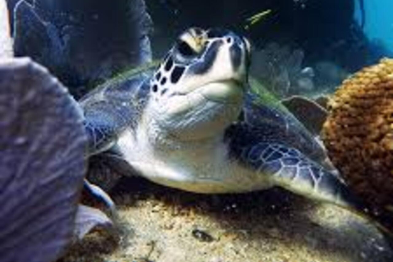 de Río de Janeiro: Buceo en Buzios