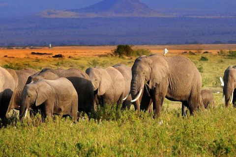 Safari di lusso di 4 giorni nel Parco Nazionale di Amboseli