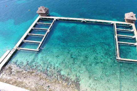 Cozumel : Nage avec les dauphins et interaction avec les lamantins