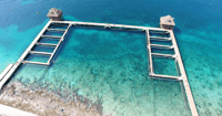 Cozumel, Dolphin Royal Swim - Housity