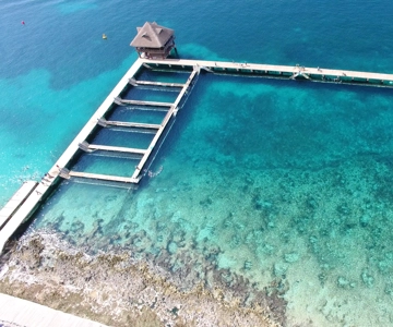 Cozumel: Dolphin Royal Swim and Manatee Interaction