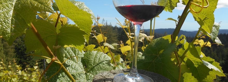 Visite de dégustation de vins dans la vallée de Carmel