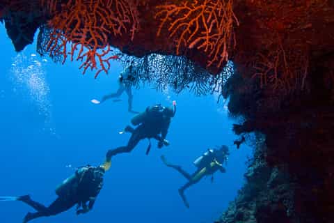 Sharm El-Sheikh: tour di snorkeling tra White Island e Ras Mohammed