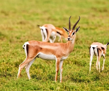 Agadir: Safari in het Sous Massa Park, woestijn jeep tour en lunch