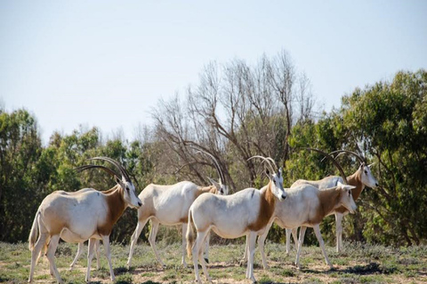 Agadir: Safari in het Sous Massa Park, woestijn jeep tour en lunch