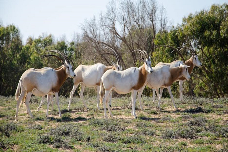 Agadir: Safari in het Sous Massa Park, woestijn jeep tour en lunch