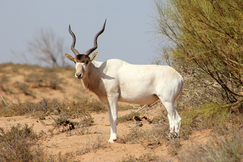 Agadir: Safari in het Sous Massa Park, woestijn jeep tour en lunch