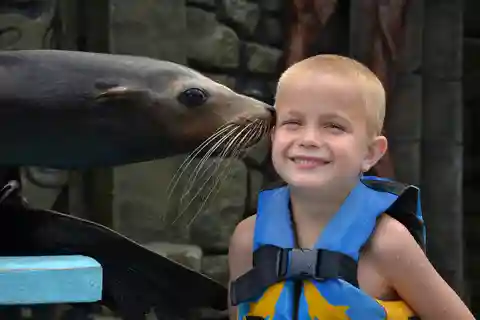 Cozumel: Programa Sea Lion no Chankanaab Beach Adventure Park
