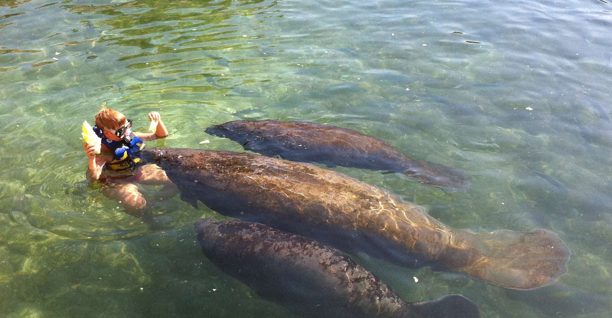 Cozumel: Manatee Encounter with Chankanaab Park Entrance - TourMega