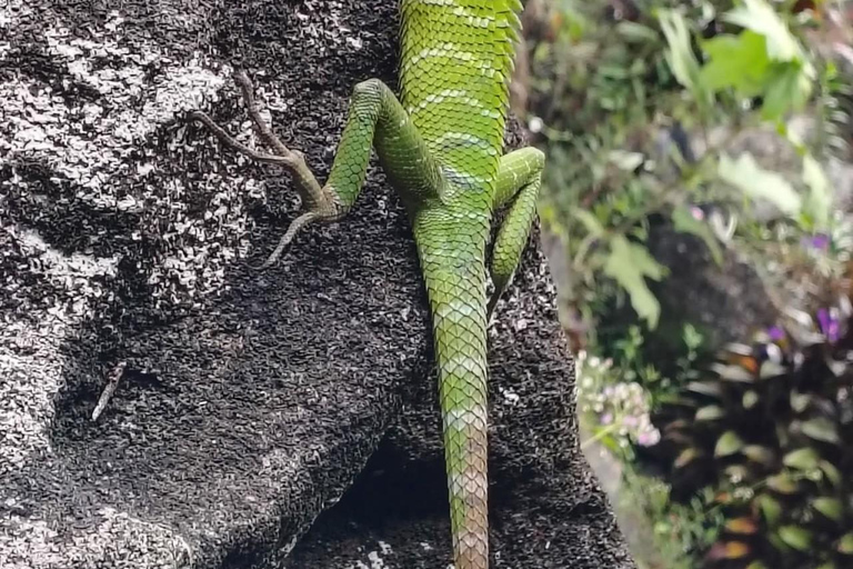 From Colombo/Kalutara: Full-Day Sinharaja Guided Eco Trek