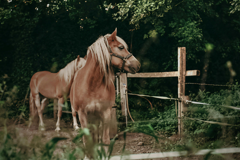 Dragør: Amager Fælled Scenic Horseback Riding Tour