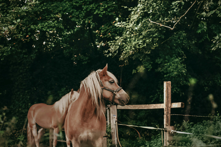 Dragør: Amager Fælled Scenic Horseback Riding Tour