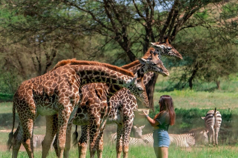 Arusha: 1 Day Serval Wildlife-Petting Lion & Feeding Animals