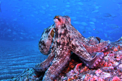 Madeira, Ponta São Lourenço: Scuba Diving for BeginnersScuba Diving Experience - Ponta de São Lourenço