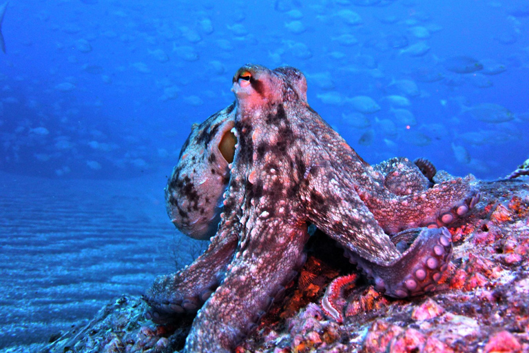 Madeira, Ponta São Lourenço: Scuba Diving for BeginnersScuba Diving Experience - Ponta de São Lourenço