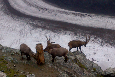 From Bern: Zermatt & Mt. Gornergrat Small Group Tour