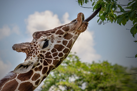 Madrid: biglietto per lo Zoo Aquarium