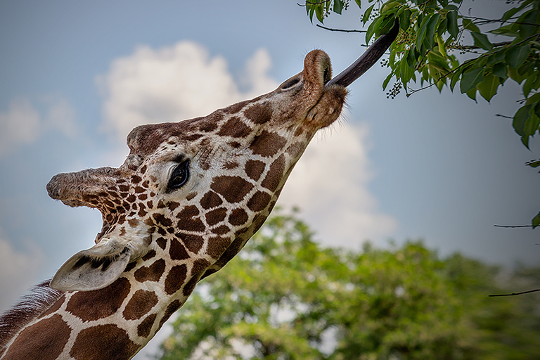 Madri: Ingresso Zoo Aquarium