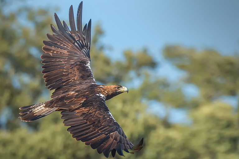 Madrid : billet pour le Zoo Aquarium de Madrid