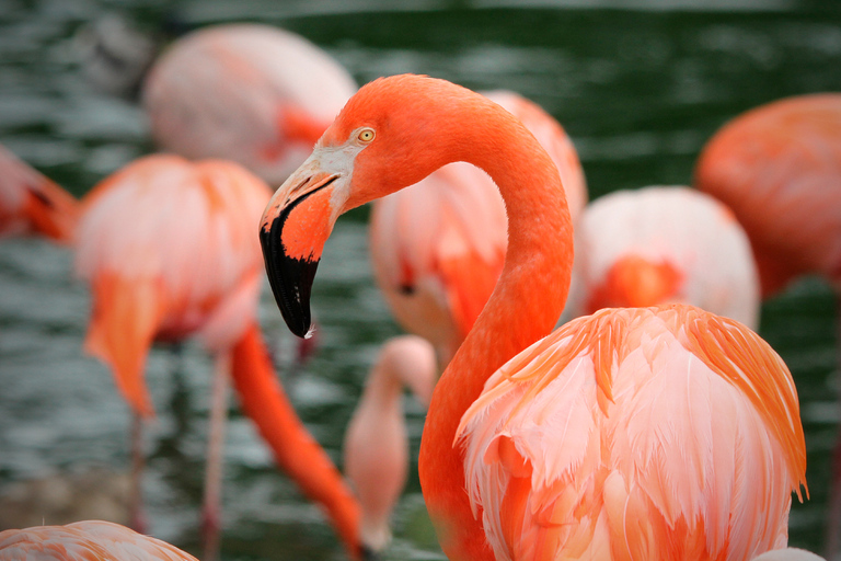 Madrid : billet pour le Zoo Aquarium de Madrid