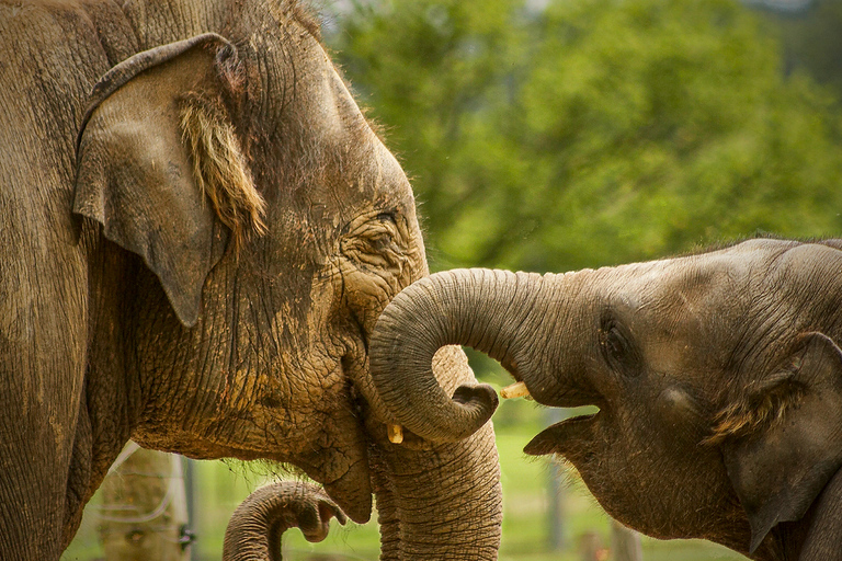 Madrid : billet pour le Zoo Aquarium de Madrid