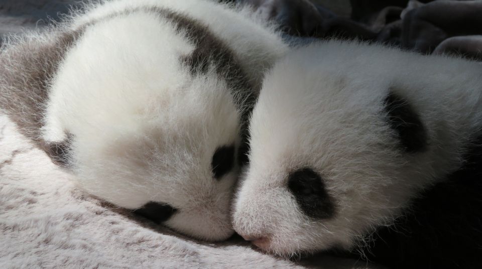 Un bébé panda roux présenté au zoo de Lisbonne