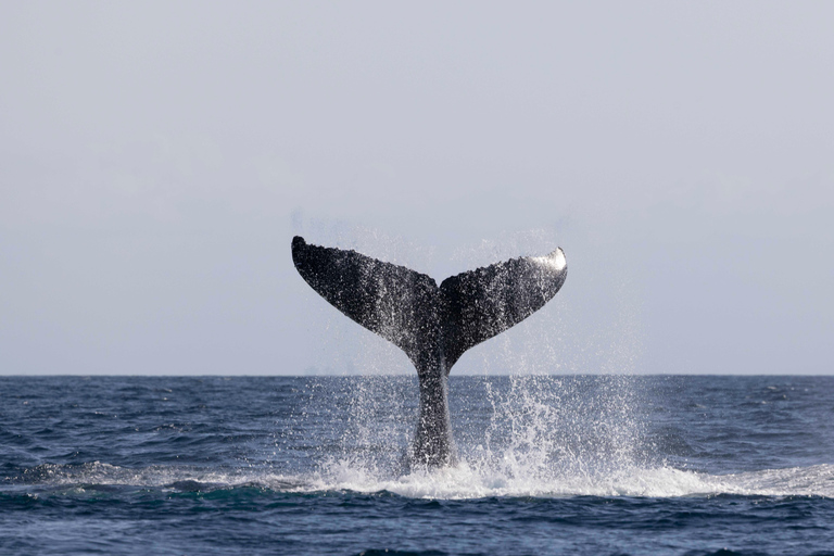 Gold Coast/Coolangatta: Whale Watching with Marine Biologist