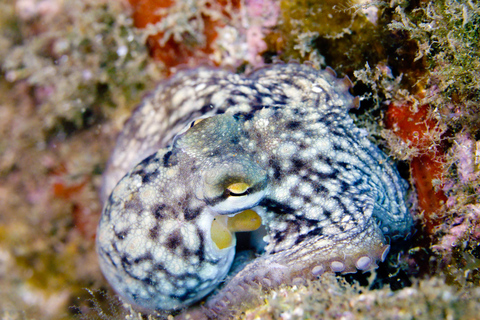 Madeira: Full-Day Dive Pack