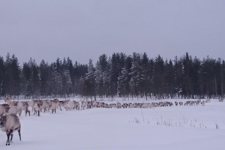 Rovaniemi: Besuch einer Rentierfarm und Kulturerlebnis