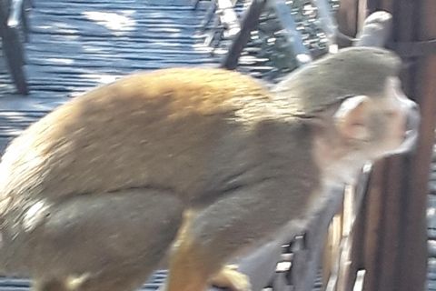 The Elephant and Monkey Sanctuary.